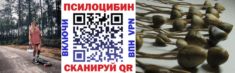 Галлюциногенные грибы Cubensis  kraken маркетплейс  Шебекино 